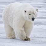 Polar Bear (source: Wikimedia Commons)