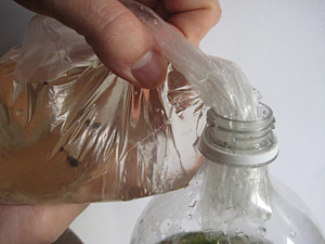 getting fish from bag to bottle