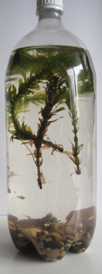 aquatic bottle ecosystem