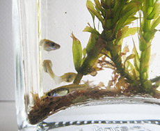 bottle with fish and plants