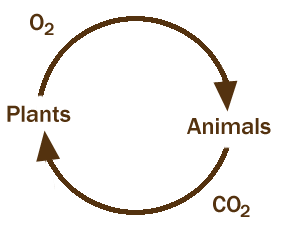 Carbon-Oxygen cycle diagram
