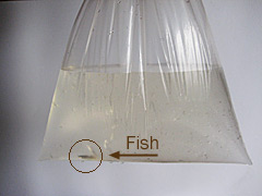 fish in plastic bag