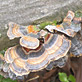 fungus on fallen tree