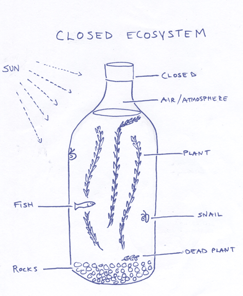 Diagram of a model closed ecosystem